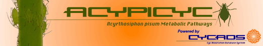AcypiCyc Web Logo